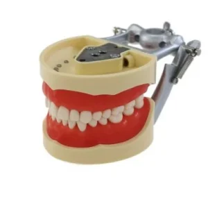 Dientes de Typodont Dental modelo poste de montaje Fit Columbia